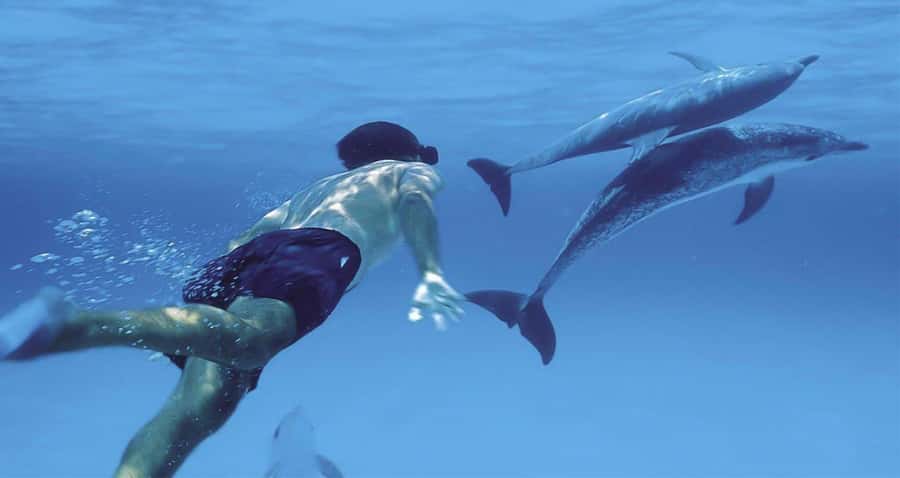 Hurghada: Dolphin watch Cruise with optional pickup - Searching for dolphins near Dolphin House