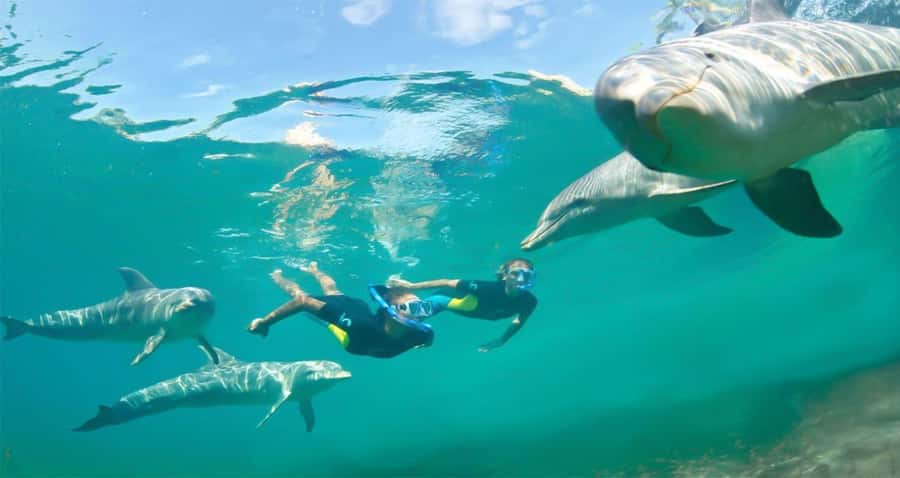 Hurghada: Dolphin watch Cruise with optional pickup - The return journey to Hurghada