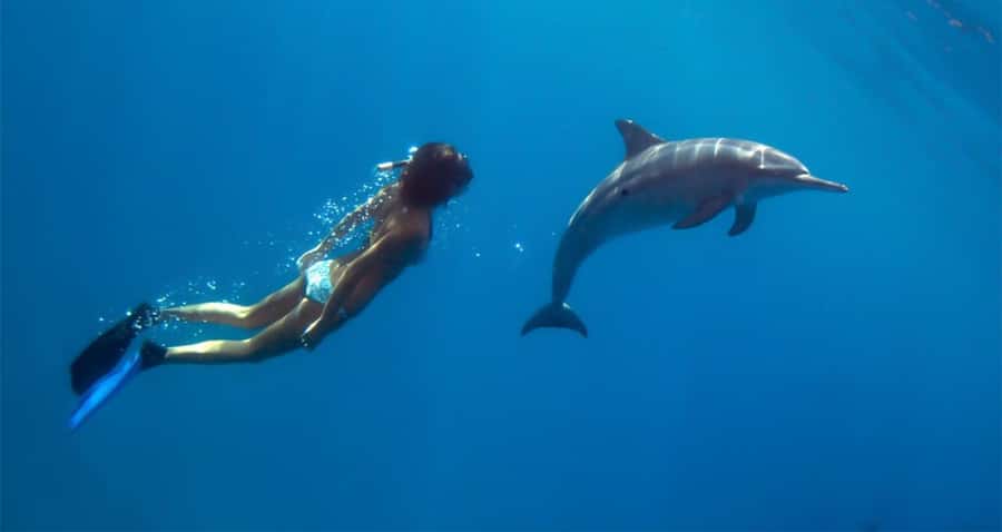 Hurghada: Dolphin watch Cruise with optional pickup - Who should book this cruise?