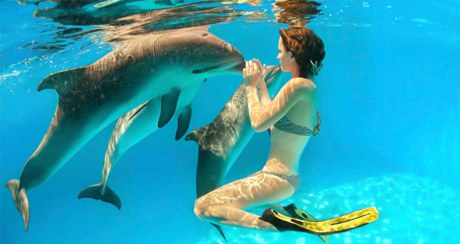 Hurghada: Dolphin watch Cruise with optional pickup - Meeting the boat at Hurghada Marina