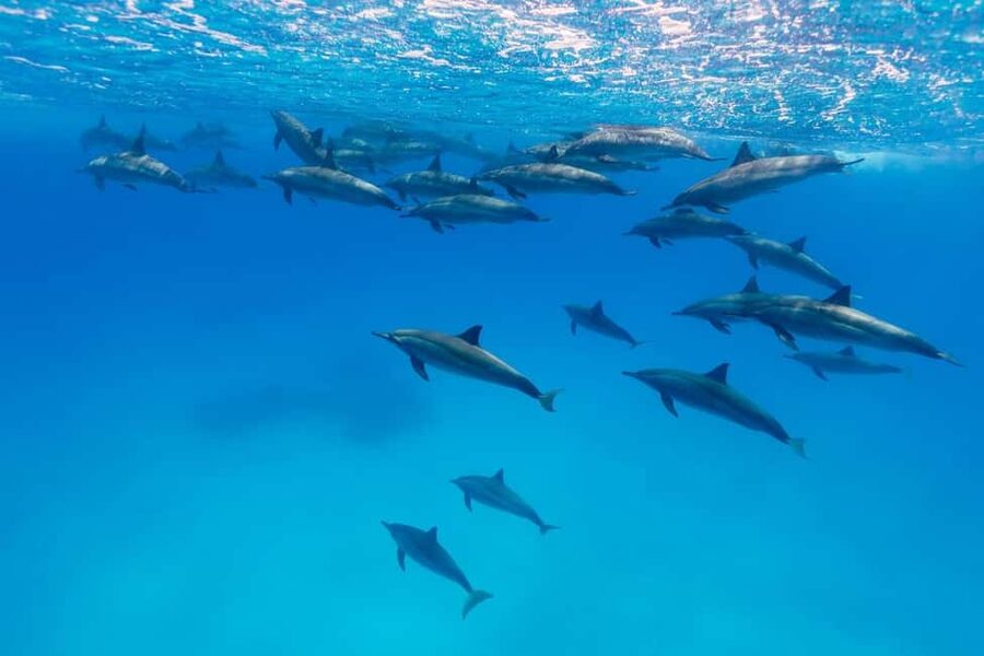 Hurghada: Dolphin Watching Boat Tour with Snorkeling & Lunch - Should you book the Hurghada dolphin boat tour?