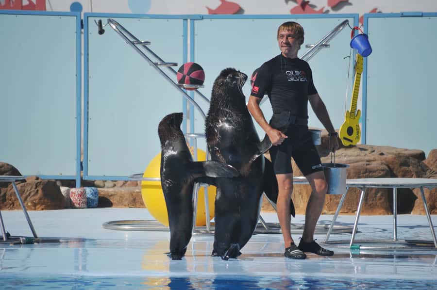 Hurghada: Dolphin World Show with Walruses and Pickup - What the Dolphin World morning is really like