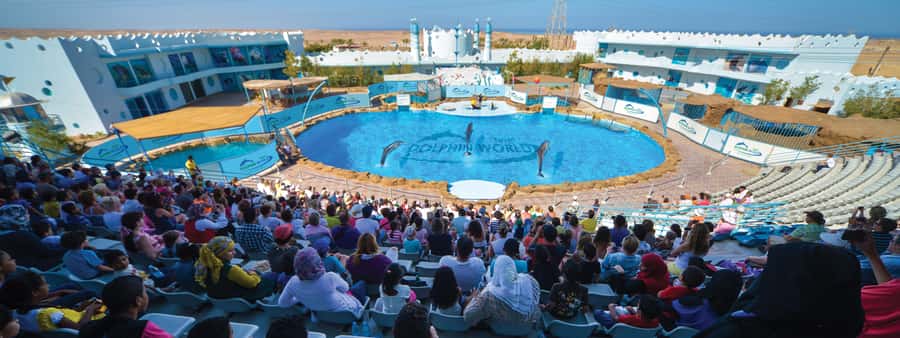 Hurghada: Dolphin World Show with Walruses and Pickup - The seating and sound matter more than you might expect