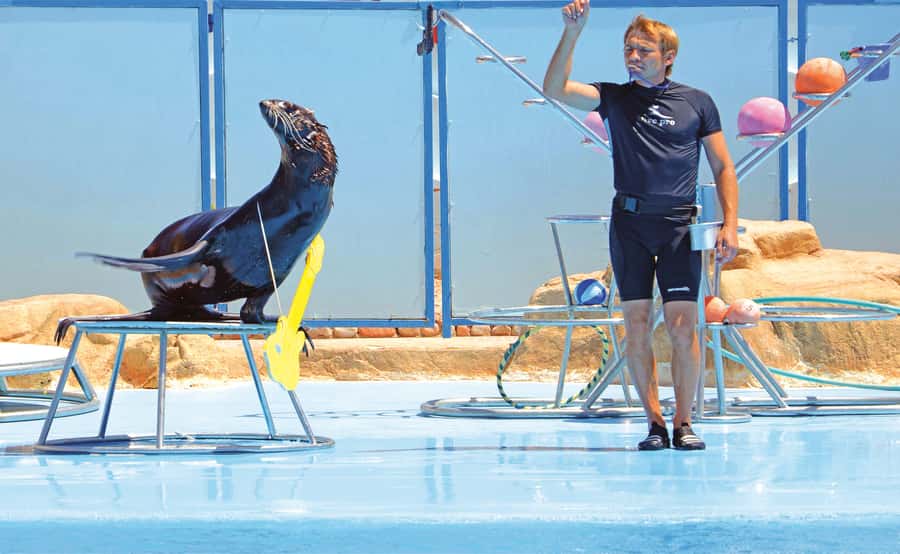 Hurghada: Dolphin World Show with Walruses and Pickup - Hotel pickup takes the stress out of the outing