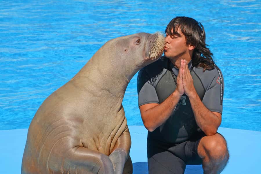 Hurghada: Dolphin World Show with Walruses and Pickup - The sales area and refreshment stop