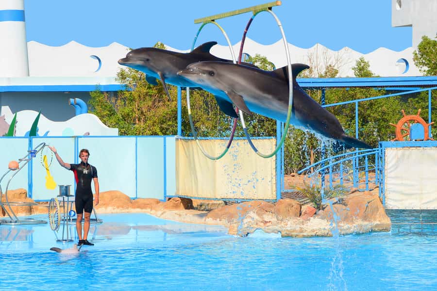 Hurghada: Dolphin World Show with Walruses and Pickup - Who will enjoy Dolphin World most?