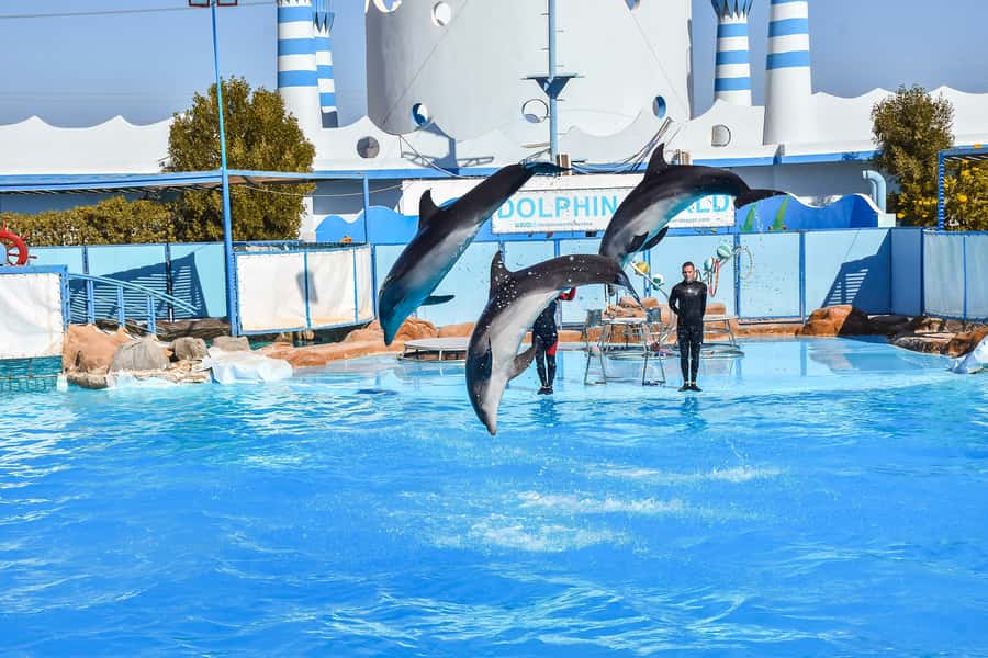 Hurghada: Dolphin World Show with Walruses and Pickup - Tips for a smoother morning