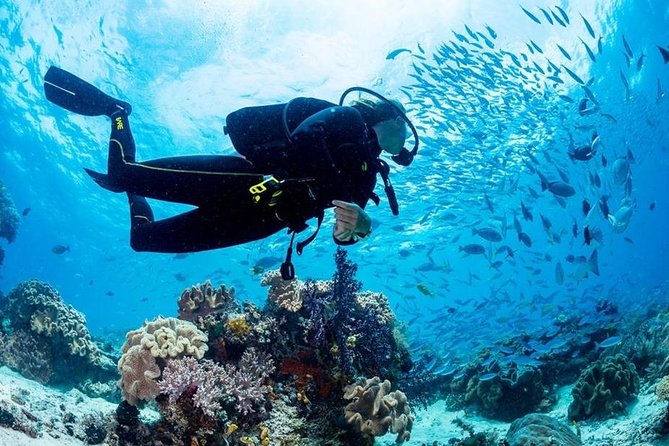 Hurghada: Full-Day Diving Tour with Lunch & Two Dive Sites - Key points at a glance