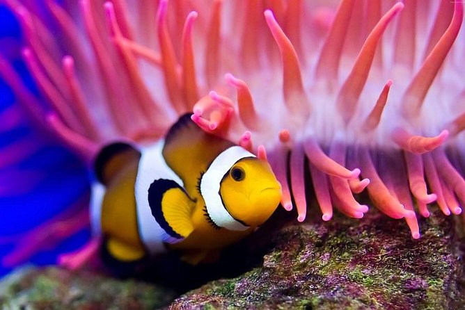 Hurghada: Full-Day Diving Tour with Lunch & Two Dive Sites - The second site and the value of variety