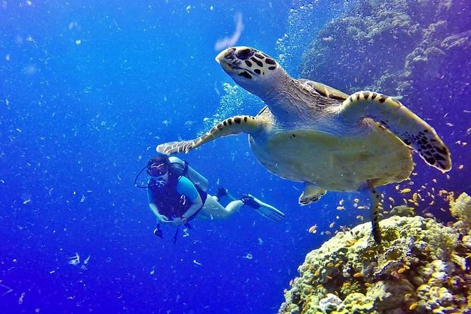 Hurghada: Full-Day Diving Tour with Lunch & Two Dive Sites - The guide and sense of safety