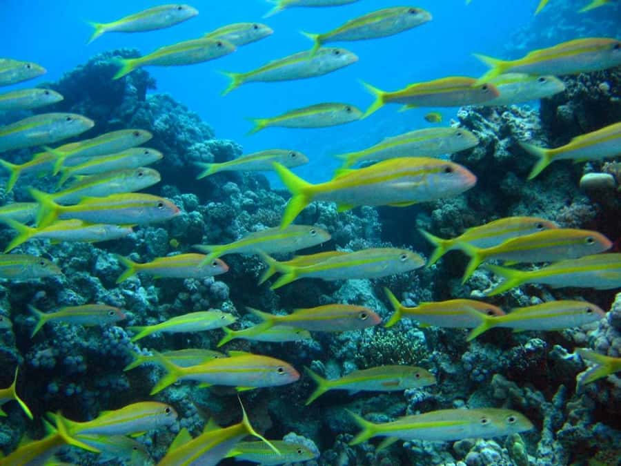 Hurghada: Full-Day Scuba Diving Tour with 2 Sites and Lunch - Key points at a glance