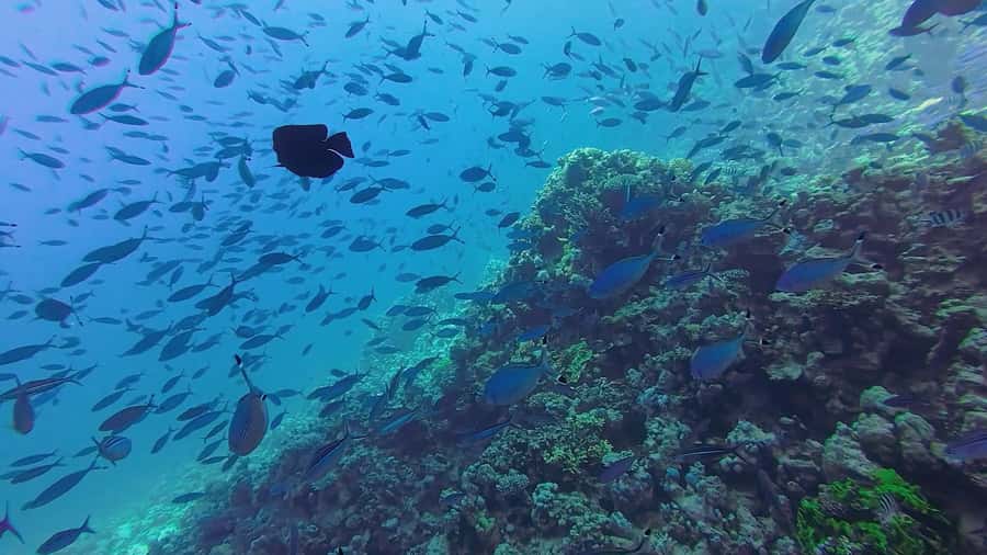 Hurghada: Full-Day Scuba Diving Tour with 2 Sites and Lunch - The second session gives you room to settle in