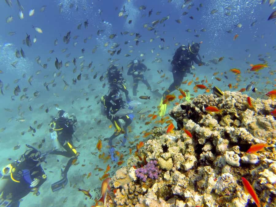 Hurghada: Full-Day Scuba Diving Tour with 2 Sites and Lunch - Who should choose the private option