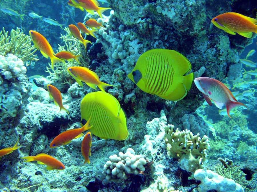 Hurghada: Full-Day Scuba Diving Tour with 2 Sites and Lunch - Morning pickup and the trip out to sea
