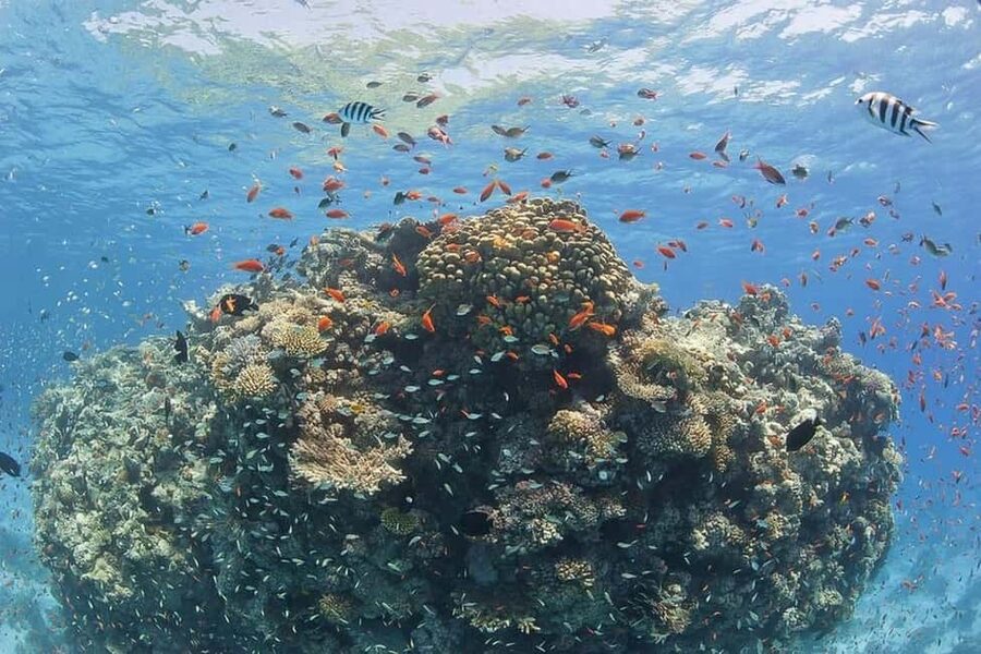 Hurghada: Full-Day Snorkeling Tour in Sharm El Naga w/Lunch - Booking flexibility and the overall service