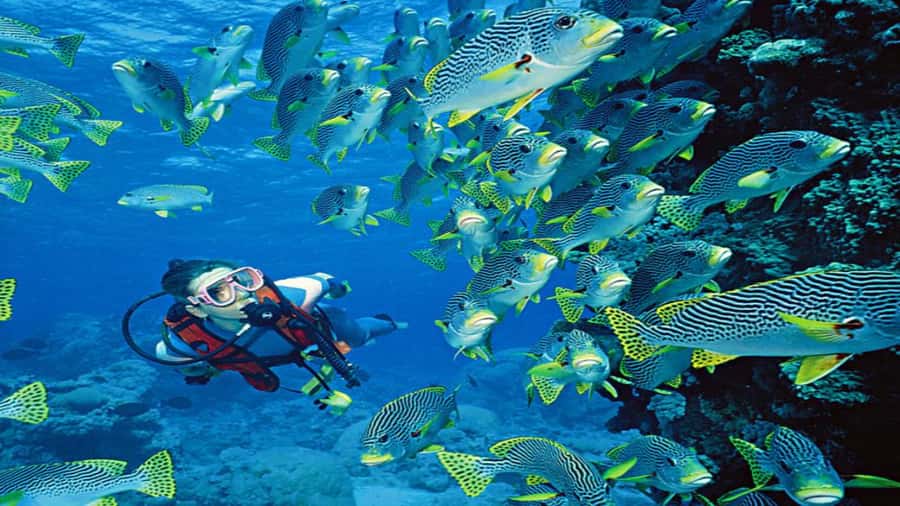 Hurghada:Luxury Diving & Snorkeling inc/Island/Lunch/Massage - The beginner scuba session at Small Giftun
