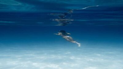 Luxury Orange Bay w/Snorkeling, Massage and Diving