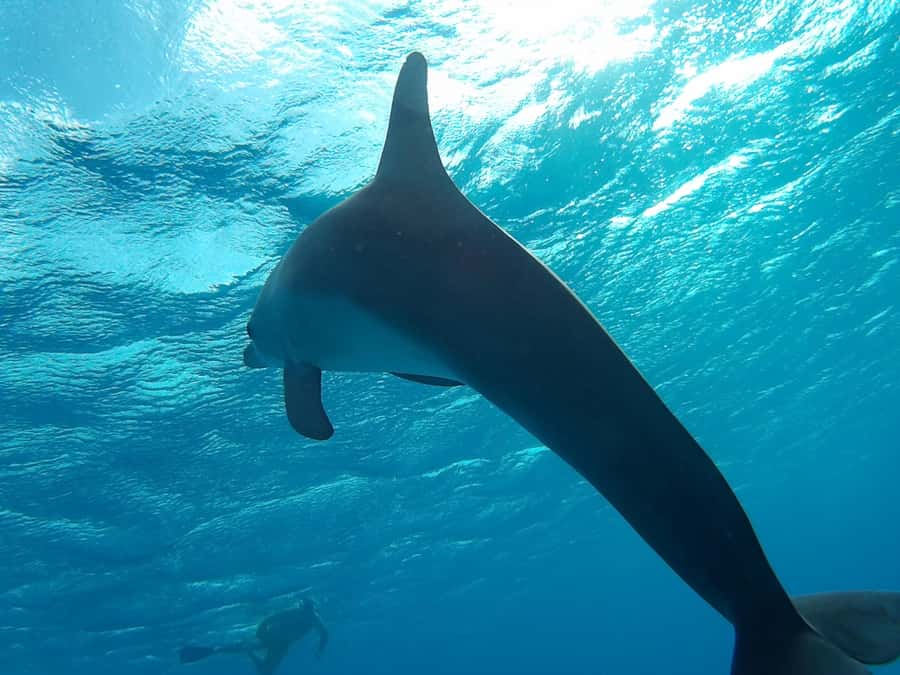 Hurghada: Luxury Orange Bay w/Snorkeling, Massage and Diving - Lunch on the boat, with a small caveat