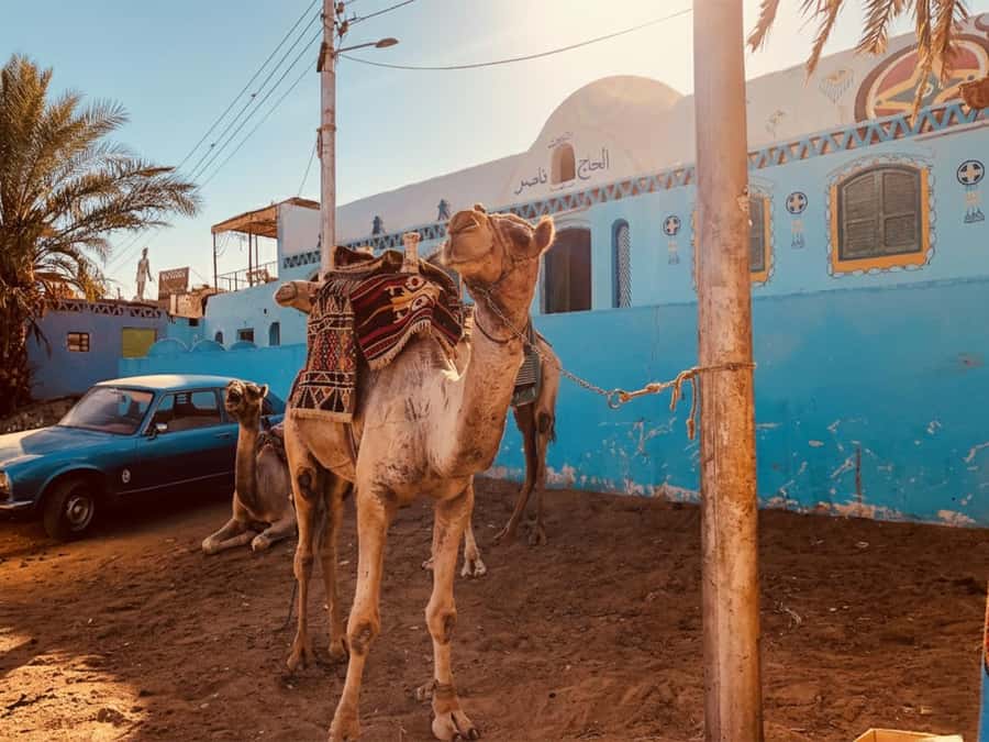 Hurghada: Morning Quad Bike Tour, Camel Ride and Transfer - What this Hurghada desert tour is really like