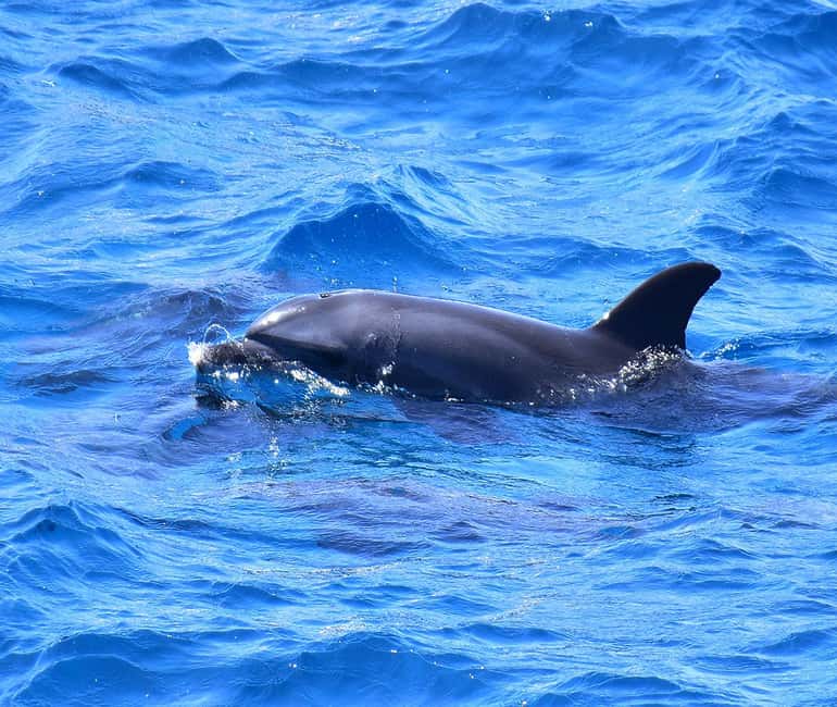 Hurghada or Makadi: Discover the Magic of Dolphin House - Sofa Boat Fun and Time on Deck