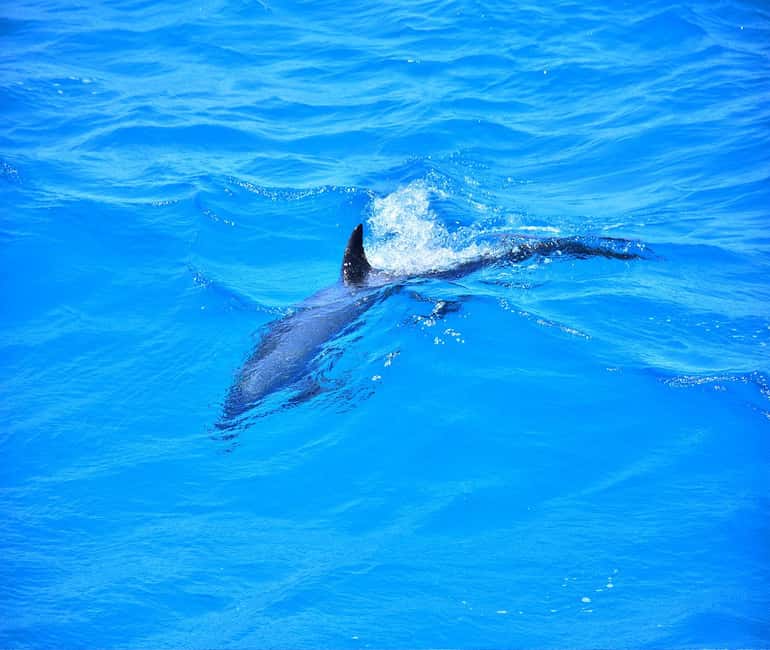 Hurghada or Makadi: Discover the Magic of Dolphin House - Guides, Safety, and the Human Side