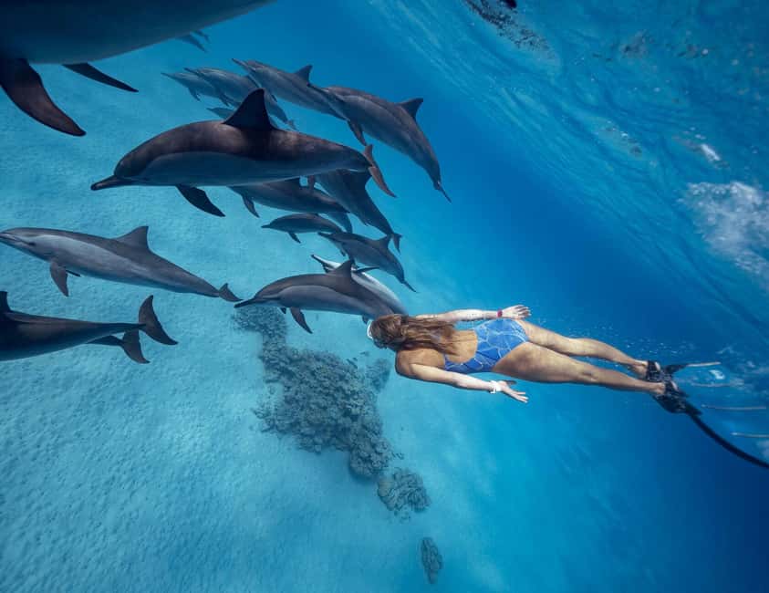 Hurghada or Makadi: Discover the Magic of Dolphin House - Searching for Dolphins at Dolphin House