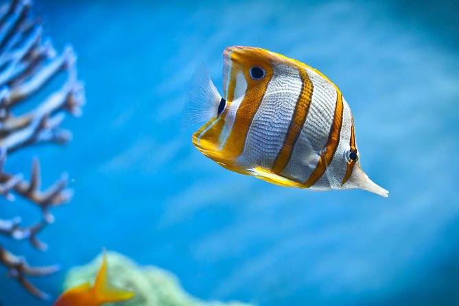 Hurghada: Orange Bay, Snorkeling, Watersports, Lunch & Drinks - Watersports and the Extra Fun