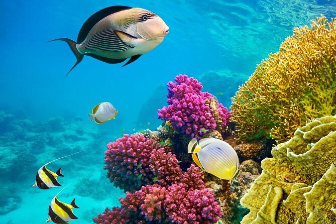Hurghada Panorama Submarine Boat Trip with Snorkel and Drinks - The snorkeling stop adds the part glass cannot provide