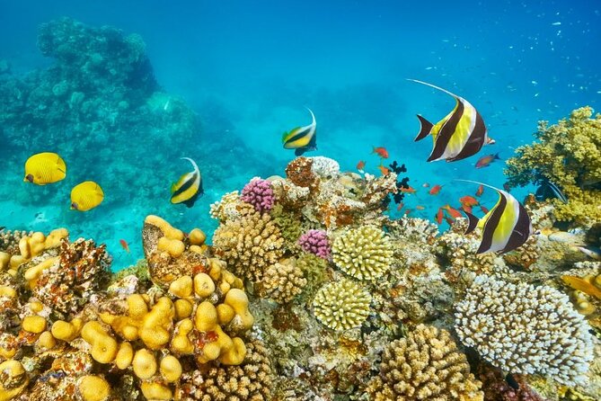 Hurghada Panorama Submarine Boat Trip with Snorkel and Drinks - What the $15 price really includes