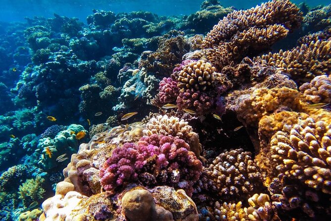 Hurghada Panorama Submarine Boat Trip with Snorkel and Drinks - Pickup, group size, and the practical rhythm
