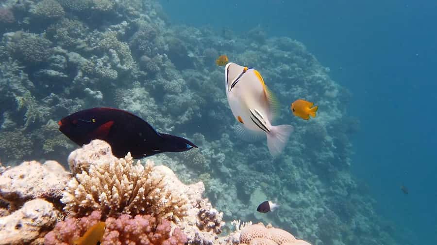 Hurghada: Premium Island Cruise with Lunch and snorkeling - Key points to know before you book