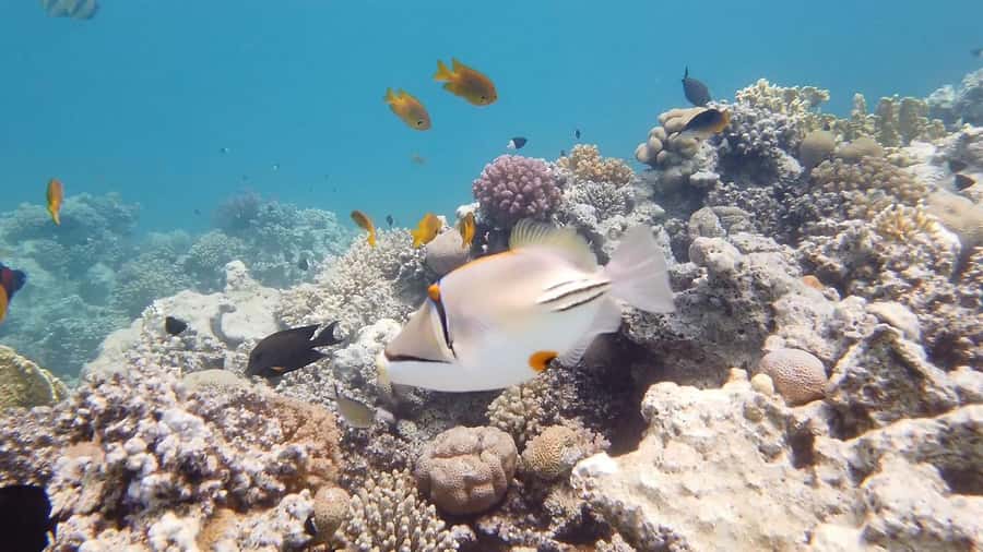 Hurghada: Premium Island Cruise with Lunch and snorkeling - A Practical Lunch, Served on the Yacht