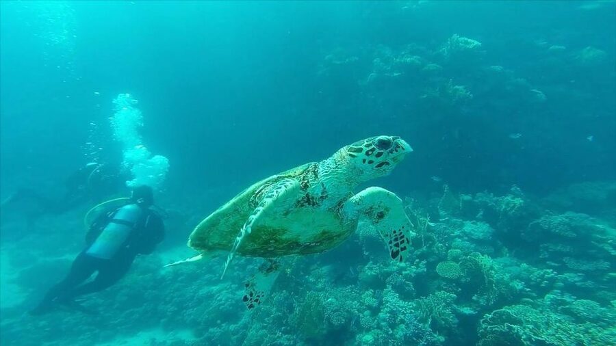 Hurghada: Premium Island Cruise with Lunch and snorkeling - The Boat, Hygiene, and Crew Service