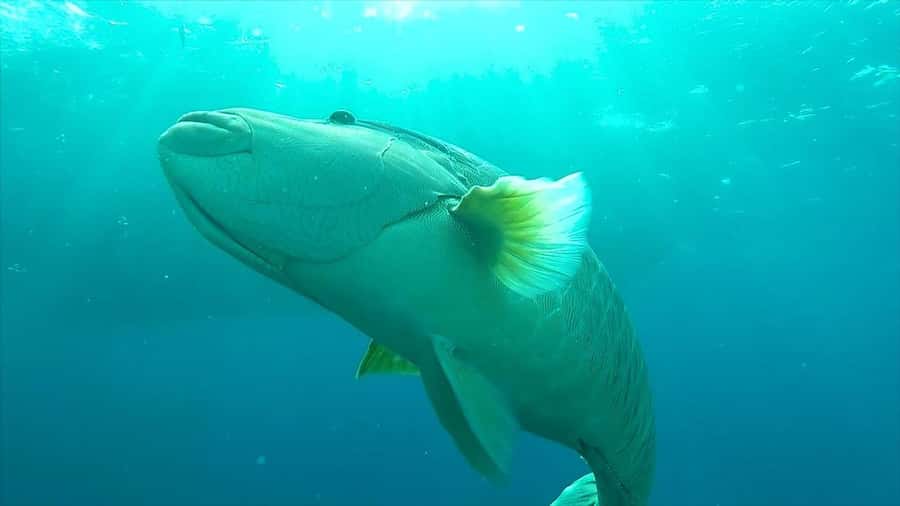 Hurghada: Premium Island Cruise with Lunch and snorkeling - What the $31 Price Really Covers