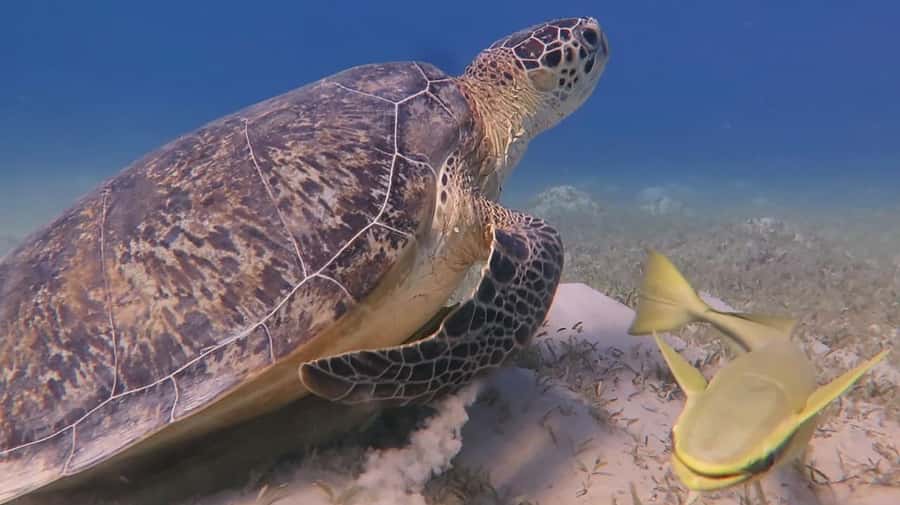 Hurghada: Premium Island Cruise with Lunch and snorkeling - Timing, Transfers, and What to Pack