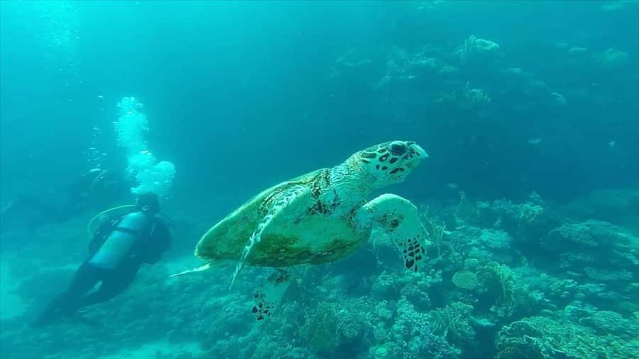 Hurghada: Premium Island Cruise with Lunch and snorkeling - Who Will Enjoy This Cruise Most?