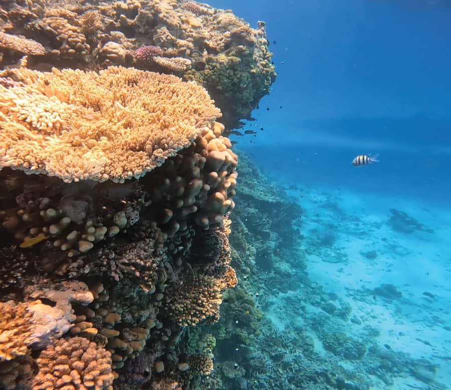 Hurghada: Premium Orange Island Cruise with Lunch & Transfer - Getting from your hotel to the marina