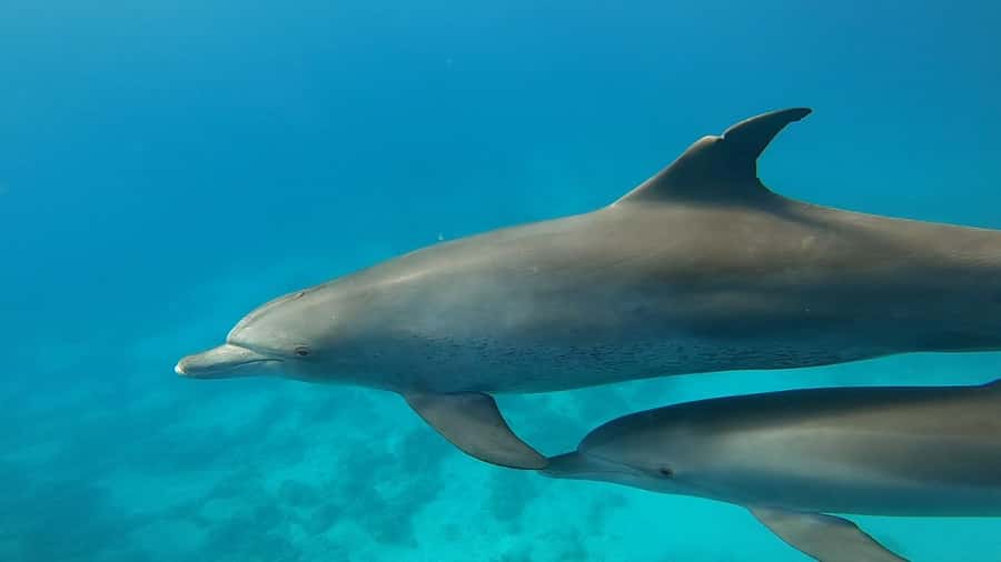 Hurghada: Private Speedboat Adventure with Snacks & Pick-up - Speeding out from Hurghada