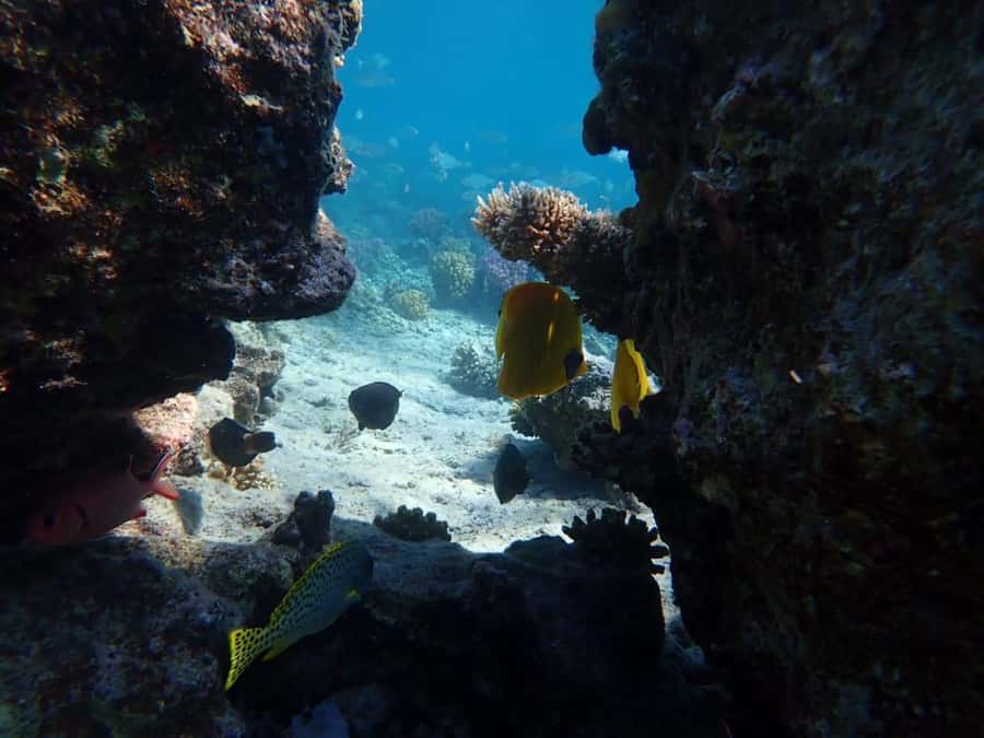 Hurghada: Private Speedboat to Magawish Island - Choosing between four hours and eight