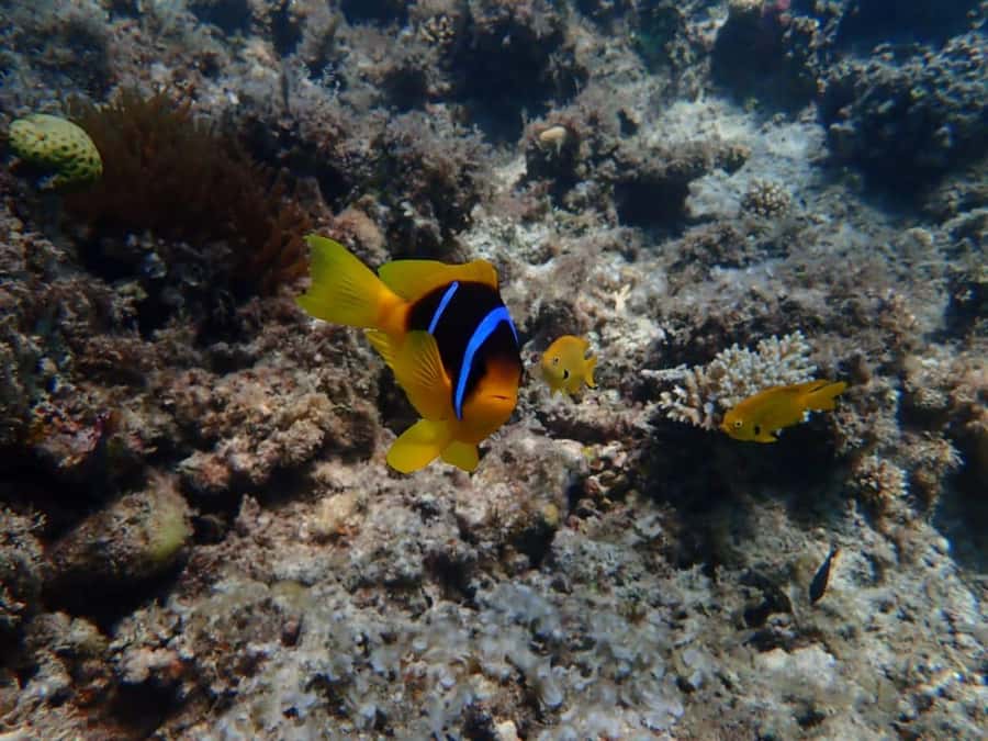 Hurghada: Private Speedboat to Magawish Island - Who should book this Magawish trip?