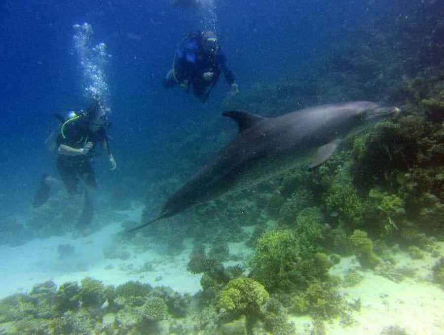 Hurghada, Professionals Diving in Open Water Tour with Lunch - Staff, language, and safety checks