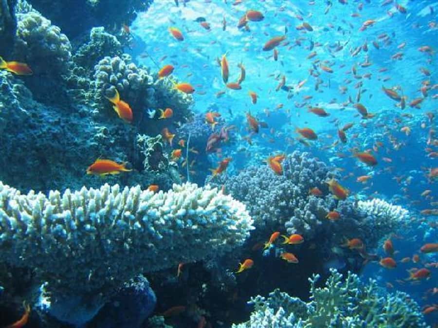 Hurghada, Professionals Diving in Open Water Tour with Lunch - The first 35-minute underwater session