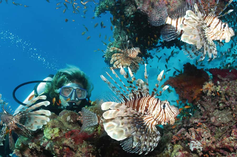 Hurghada, Professionals Diving in Open Water Tour with Lunch - Forty-five minutes for snorkeling or swimming