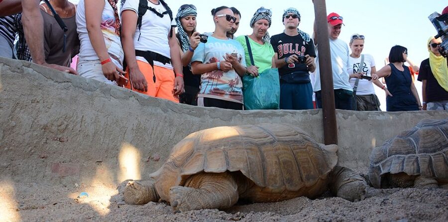 Hurghada: Quad Bike, Camel, Show, Dinner, & Stargazing Trip - Sunset dinner, live entertainment, and stargazing