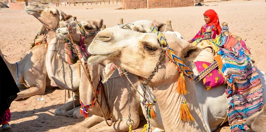 Hurghada: Safari Jeep, Buggy, Camel, Quad, Bedouin Dinner - What to wear and pack for six dusty hours