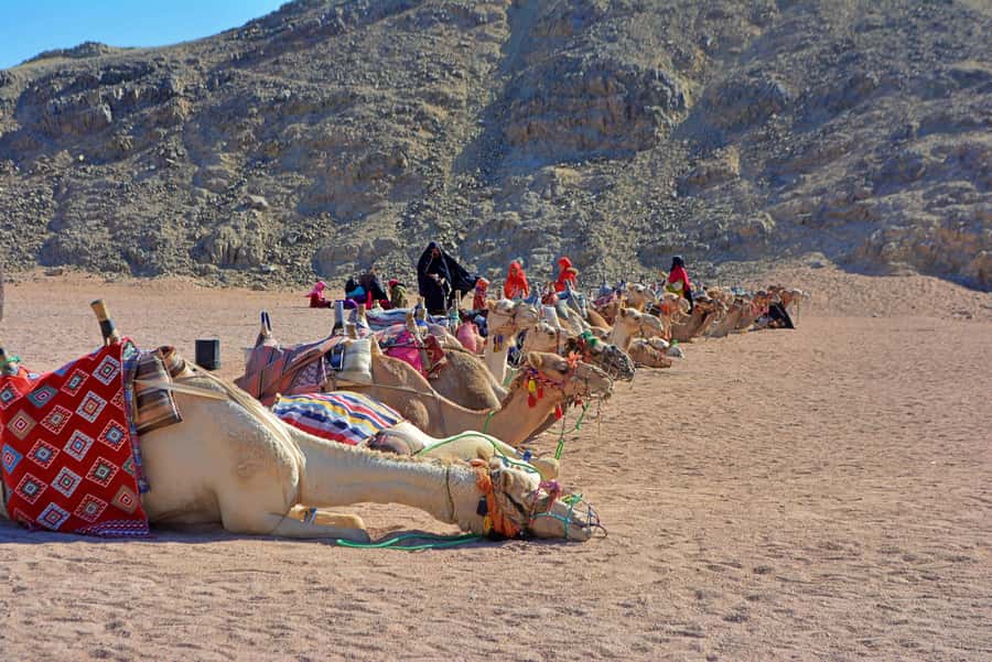Hurghada: Safari Jeep & Camel Ride with BBQ Dinner & Show - How the group size changes the day
