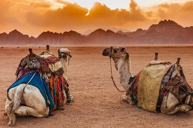 Hurghada Safari Trip Quad, Buggy, Jeep, Camel, Dinner, and Show - Camel riding and the camp visit
