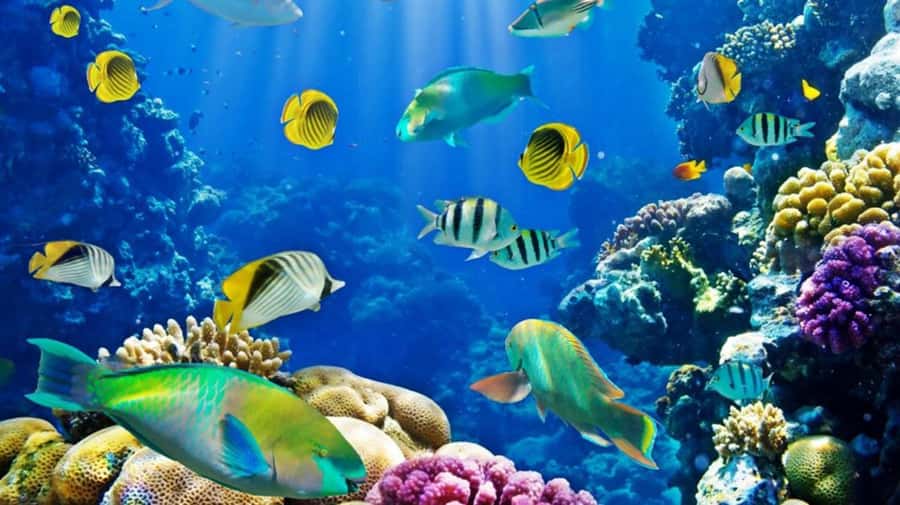 Hurghada: Scuba Diving cruise with lunch & pickup - Longer sessions for qualified participants