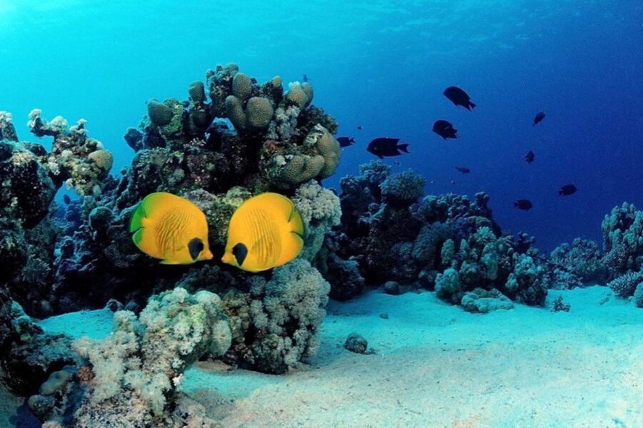 Hurghada: Scuba Diving cruise with lunch & pickup - The 90-minute break on deck