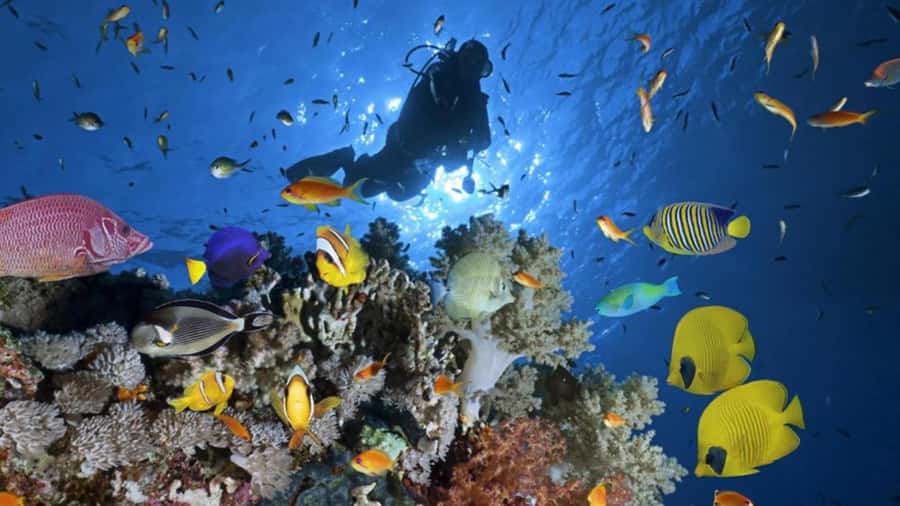Hurghada: Scuba Diving cruise with lunch & pickup - The second reef stop and onboard lunch